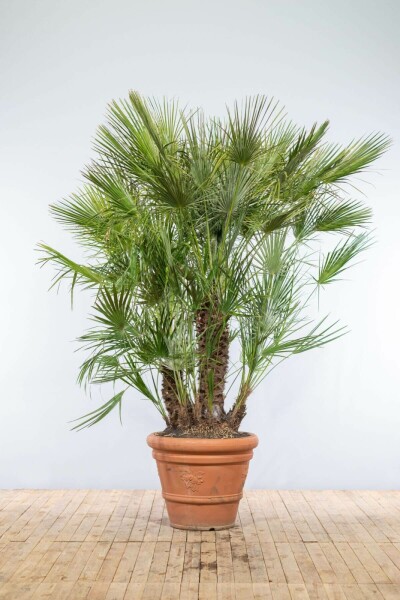 Zwergpalme / Chamaerops Humilis Strauch 175-200 cm