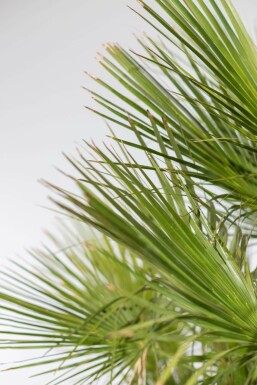 Zwergpalme / Chamaerops Humilis Strauch 175-200 cm