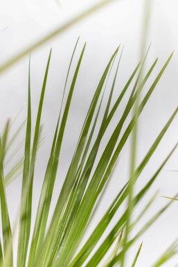 Zwergpalme / Chamaerops Humilis Strauch 40-60 cm