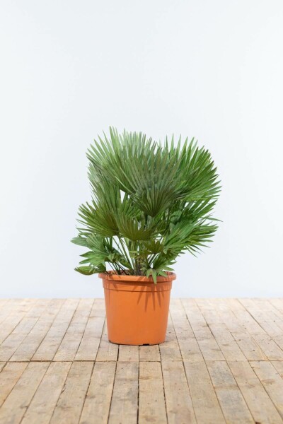 Zwergpalme / Chamaerops Humilis Vulcano Strauch 100-125 cm