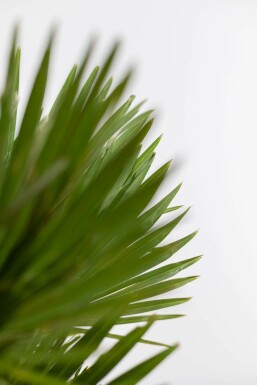 Zwergpalme / Chamaerops Humilis Vulcano Strauch 100-125 cm