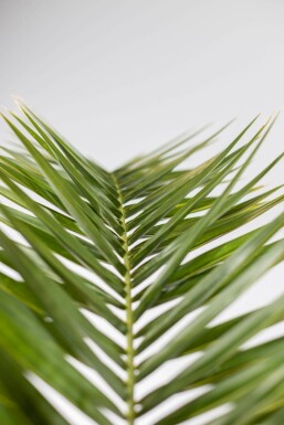 Kanarische Dattelpalme / Phoenix Canariensis Strauch 150-175 cm
