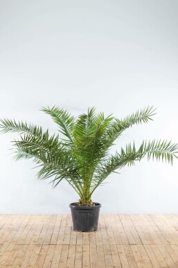 Kanarische Dattelpalme Phoenix Canariensi Strauch 175-200 Topf Kanarische Dattelpalme / Phoenix Canariensis Strauch 175-200 cm