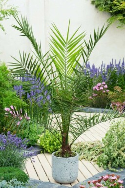 Kanarische Dattelpalme / Phoenix Canariensis Strauch 20-40 cm