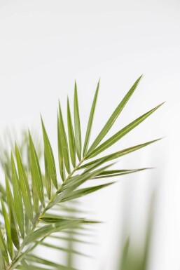 Kanarische Dattelpalme Phoenix Canariensi Strauch 80-100 Topf Kanarische Dattelpalme / Phoenix Canariensis Strauch 80-100 cm