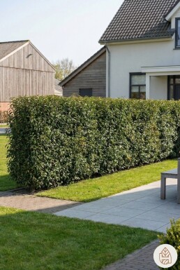 Portugiesischer Kirschlorbeer / Prunus Lusitanica Angustifolia 100-125 cm