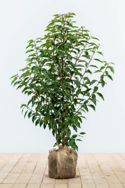 Portugiesischer Kirschlorbeer Prunus lusitanica 'Angustifolia' Hecke 60-80 Ballen Portugiesischer Kirschlorbeer / Prunus Lusitanica Angustifolia 60-80 cm