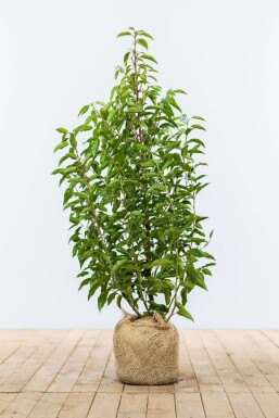 Portugiesischer Kirschlorbeer Prunus lusitanica 'Angustifolia' Hecke 80-100 Ballen Portugiesischer Kirschlorbeer / Prunus Lusitanica Angustifolia 80-100 cm