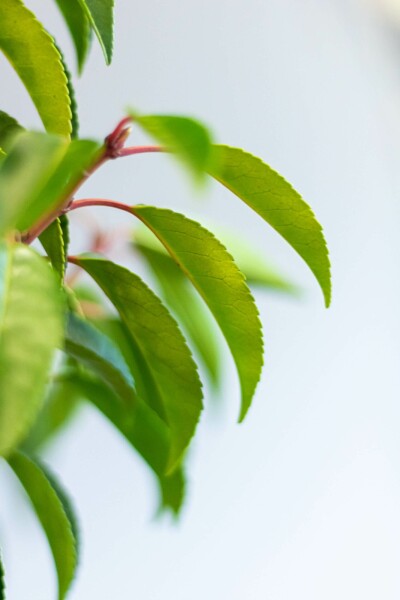 Portugiesischer Kirschlorbeer / Prunus Lusitanica Angustifolia 80-100 cm -  Ballen