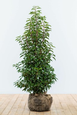 Portugiesischer Kirschlorbeer Prunus lusitanica 'Angustifolia' Hecke 100-125 Ballen