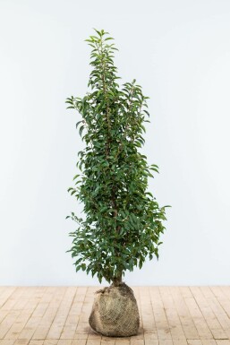 Portugiesischer Kirschlorbeer Prunus lusitanica 'Angustifolia' Hecke 125-150 Ballen Portugiesischer Kirschlorbeer / Prunus Lusitanica Angustifolia 125-150 cm