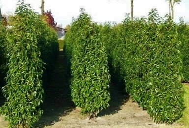 Portugiesischer Kirschlorbeer / Prunus Lusitanica Angustifolia 125-150 cm