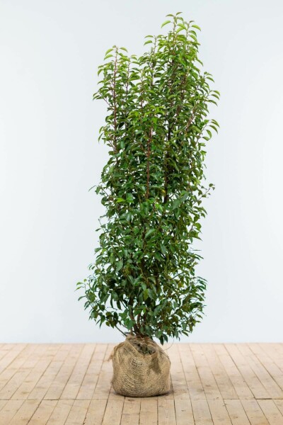 Portugiesischer Kirschlorbeer / Prunus Lusitanica Angustifolia 150-175 cm