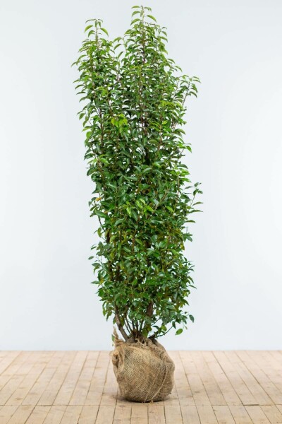 Portugiesischer Kirschlorbeer / Prunus Lusitanica Angustifolia 175-200 cm