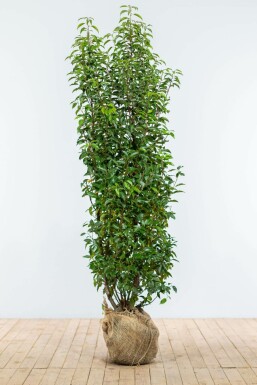 Portugiesischer Kirschlorbeer / Prunus Lusitanica Angustifolia 175-200 cm