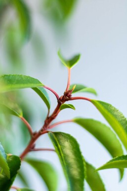 Portugiesischer Kirschlorbeer / Prunus Lusitanica Angustifolia 175-200 cm
