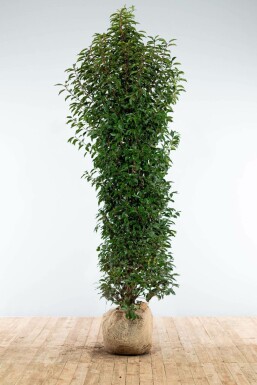 Portugiesischer Kirschlorbeer Prunus lusitanica 'Angustifolia' Hecke 200-225 Ballen Portugiesischer Kirschlorbeer / Prunus Lusitanica Angustifolia 200-225 cm
