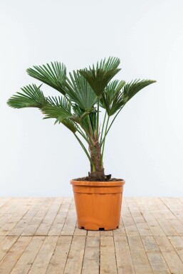 Wagners Hanfpalme Trachycarpus Wagnerianus Auf Stamm 20-30 80-100 Topf Wagners Hanfpalme / Trachycarpus Wagnerianus auf Stamm 80-100 cm