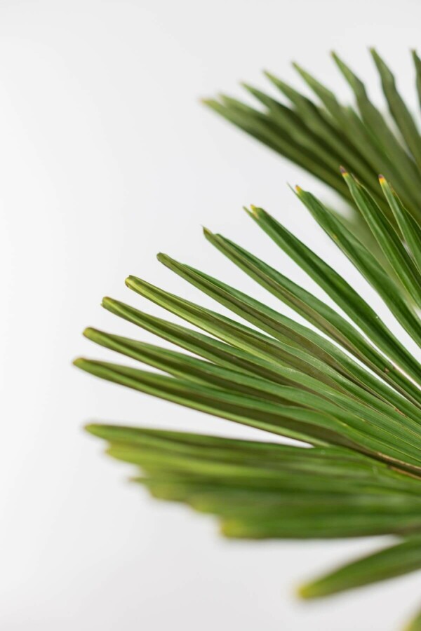 Wagners Hanfpalme Trachycarpus Wagnerianus Auf Stamm 40-50 100-125 Topf Wagners Hanfpalme / Trachycarpus Wagnerianus auf Stamm 100-125 cm