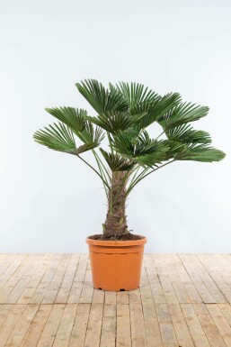 Wagners Hanfpalme / Trachycarpus Wagnerianus auf Stamm 175-200 cm