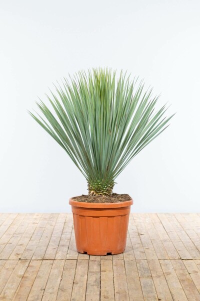 Palmlilien / Yucca Rostrata auf Stamm 125-150 cm