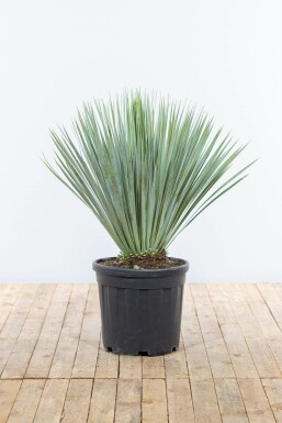 Palmlilien / Yucca Rostrata Strauch