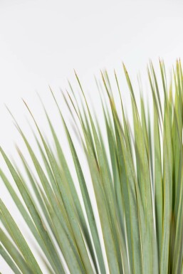 Palmlilien / Yucca Rostrata Strauch 80-100 cm