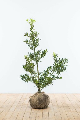 Stechpalme Ilex Aquifolium Hecke 100-125 Ballen Stechpalme / Ilex Aquifolium 100-125 cm
