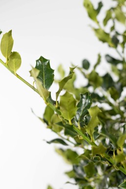 Stechpalme Ilex Aquifolium Hecke 100-125 Ballen Stechpalme / Ilex Aquifolium 100-125 cm