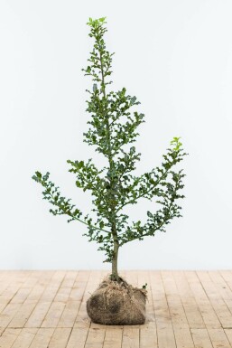 Stechpalme Ilex Aquifolium Hecke 125-150 Ballen Stechpalme / Ilex Aquifolium 125-150 cm