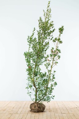 Stechpalme Ilex Aquifolium Hecke 175-200 Ballen Stechpalme / Ilex Aquifolium 175-200 cm