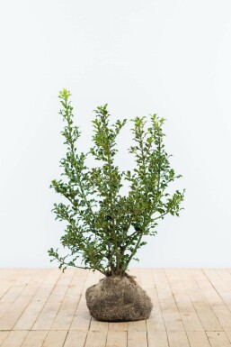 Stechpalme Ilex Aquifolium Alaska Hecke 60-80 Ballen Stechpalme / Ilex Aquifolium Alaska 60-80 cm