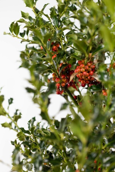 Stechpalme Ilex Aquifolium Alaska Hecke 60-80 Ballen Stechpalme / Ilex Aquifolium Alaska 60-80 cm