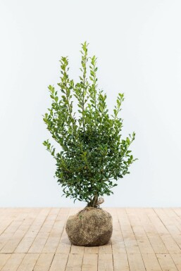 Stechpalme Ilex Aquifolium Alaska Hecke 80-100 Ballen Stechpalme / Ilex Aquifolium Alaska 80-100 cm