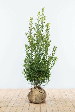 Stechpalme Ilex Aquifolium Alaska Hecke 100-125 Ballen Stechpalme / Ilex Aquifolium Alaska 100-125 cm
