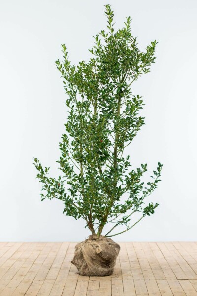 Stechpalme / Ilex Aquifolium Alaska 125-150 cm