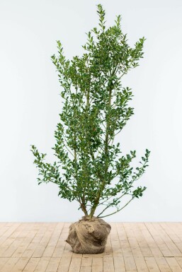 Stechpalme Ilex Aquifolium Alaska Hecke 125-150 Ballen Stechpalme / Ilex Aquifolium Alaska 125-150 cm