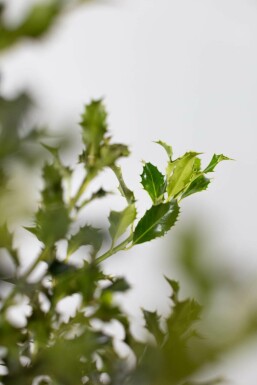 Stechpalme / Ilex Aquifolium Alaska 125-150 cm