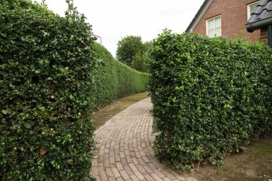 Stechpalme / Ilex Aquifolium Alaska 125-150 cm