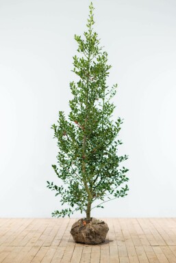 Stechpalme Ilex Aquifolium Alaska Hecke 150-175 Ballen Stechpalme / Ilex Aquifolium Alaska 150-175 cm