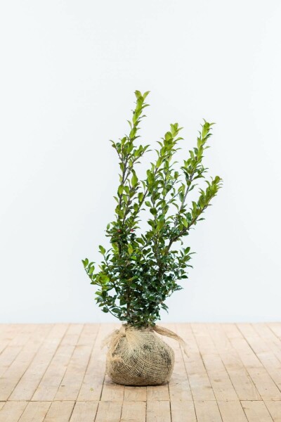 Stechpalme / Ilex Meserveae Blue Maid 60-80 cm