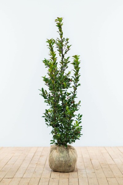 Stechpalme / Ilex Meserveae Blue Maid 100-125 cm