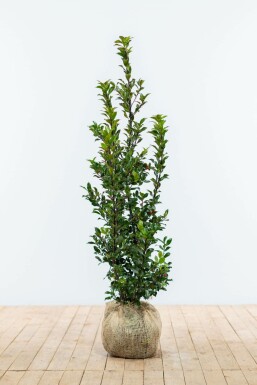 Stechpalme Ilex meserveae Blue Maid Hecke 100-125 Ballen Stechpalme / Ilex Meserveae Blue Maid 100-125 cm
