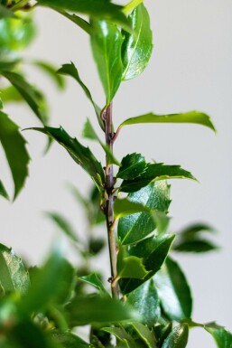 Stechpalme / Ilex Meserveae Blue Maid 100-125 cm