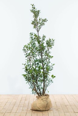 Stechpalme Ilex meserveae Blue Maid Hecke 125-150 Ballen Stechpalme / Ilex Meserveae Blue Maid 125-150 cm