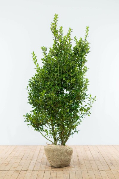Stechpalme / Ilex Meserveae Blue Maid 150-175 cm
