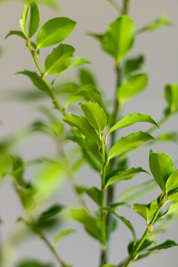 Stechpalme Ilex meserveae Blue Maid Hecke 150-175 Ballen Stechpalme / Ilex Meserveae Blue Maid 150-175 cm