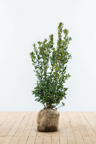 Stechpalme / Ilex Meserveae Blue Prince 60-80 cm