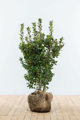 Stechpalme Ilex meserveae Blue Prince Hecke 80-100 Ballen Stechpalme / Ilex Meserveae Blue Prince 80-100 cm
