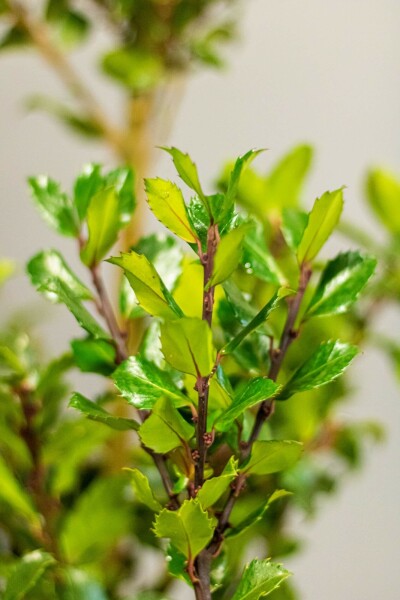 Stechpalme Ilex meserveae Blue Prince Hecke 80-100 Ballen Stechpalme / Ilex Meserveae Blue Prince 80-100 cm